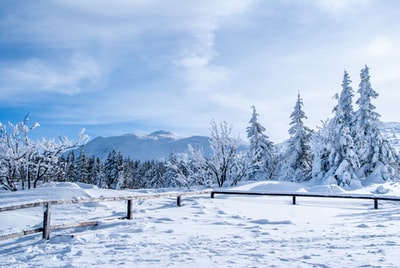 松树覆盖着雪白天
